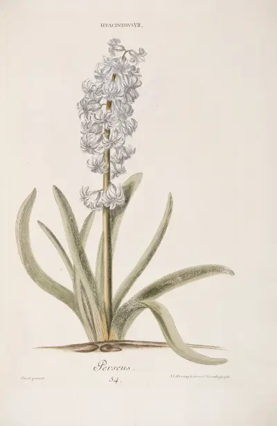 Hyacinthus VII. Perseus av Christoph Jakob Trew