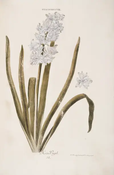 Hyacinthus VIII von Christoph Jakob Trew
