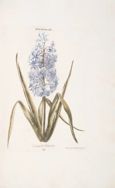 Hyacinthus XI. Comte de Schvverin av Christoph Jakob Trew