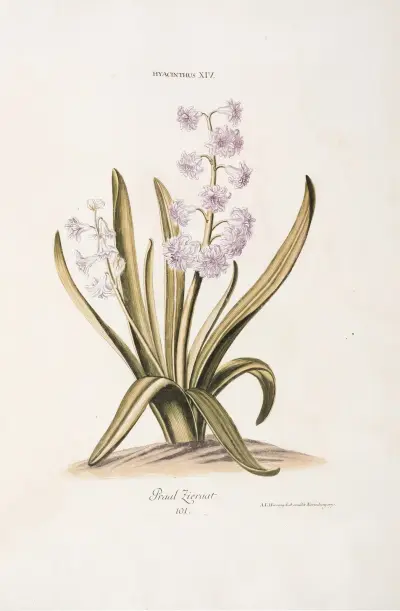 Hyacinthus XIV. Praal Zieraat av Christoph Jakob Trew