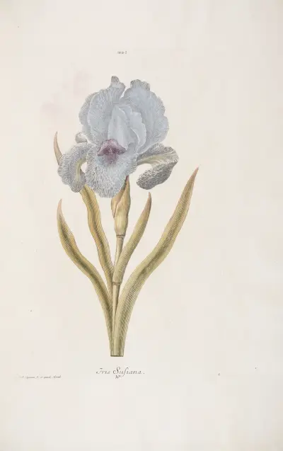 Iris I. Iris Susiana av Christoph Jakob Trew