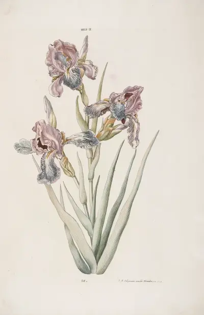 Iris II, Christoph Jakob Trew
