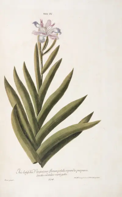 Iris IV. Iris latifolia, Virginiana, florum petalis repandis purpureis, erectis caeruleo variegatis av Christoph Jakob Trew