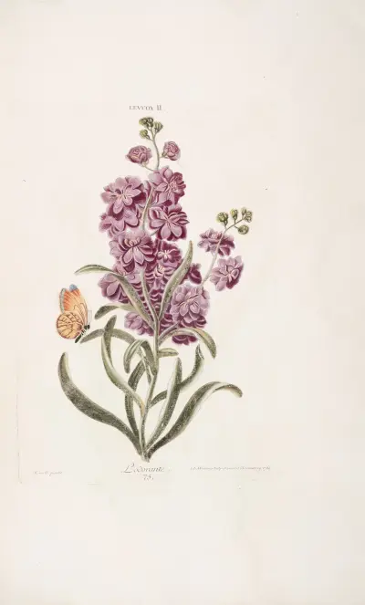 Leucoium II. L’odorante av Christoph Jakob Trew