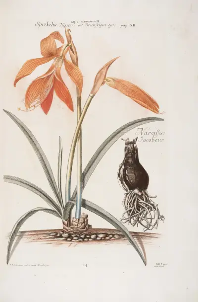 Lilio – Narcissus III. Spreckelia Heisteri, et Narcissus Iacobaeus av Christoph Jakob Trew