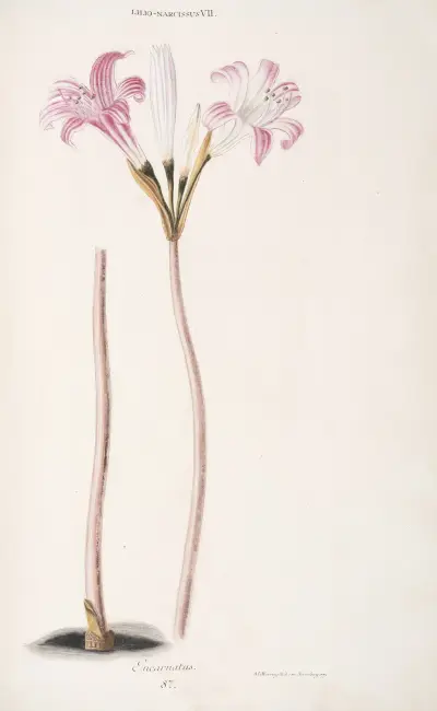 Lilio-Narcissus VII. Incarnatus av Christoph Jakob Trew