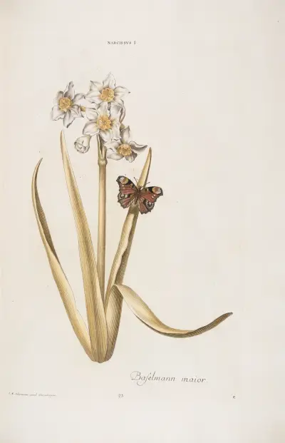 Narcissus I. Baselmann maior av Christoph Jakob Trew