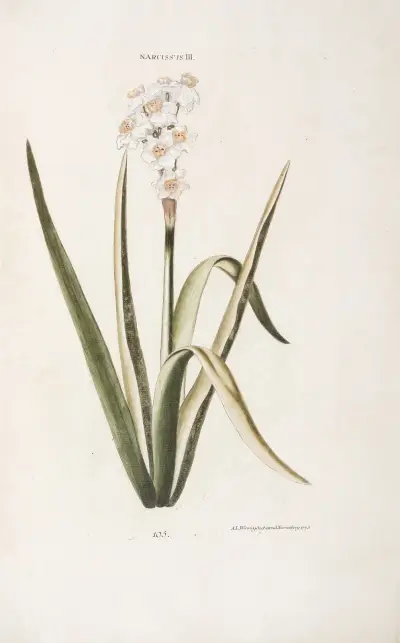 Narcissus III av Christoph Jakob Trew