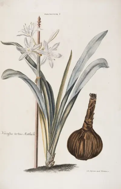 Pancratium I. Narcissus III. Matthioli av Christoph Jakob Trew