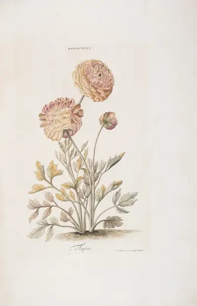Ranunculus I. Flavia av Christoph Jakob Trew