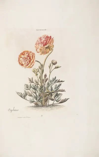 Ranunculus II. Orpheus av Christoph Jakob Trew