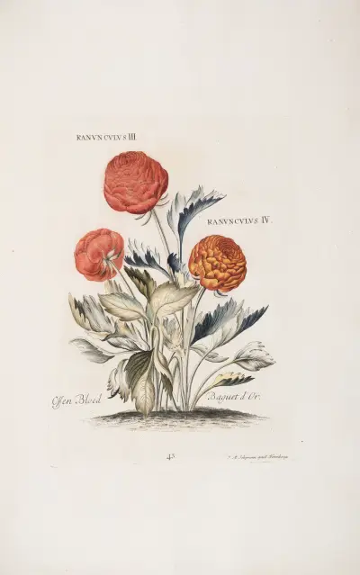 Ranunculus III. et IV. Ossen Bloed Baguet d’Or av Christoph Jakob Trew