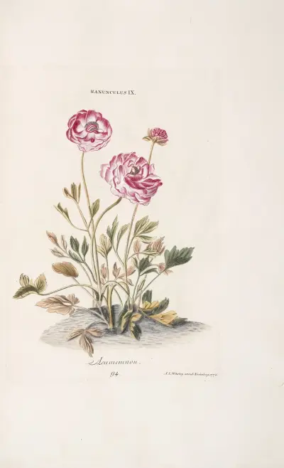 Ranunculus IX. Agamemnon av Christoph Jakob Trew