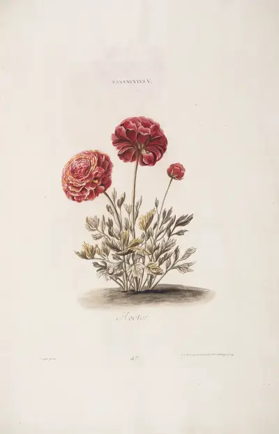 Ranunculus V. Hector av Christoph Jakob Trew