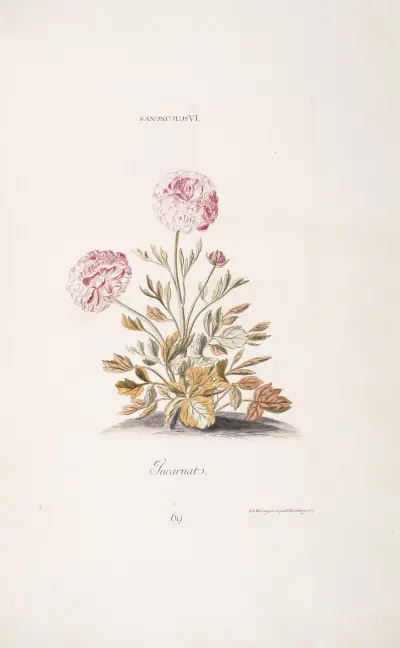 Ranunculus VI. Incarnat av Christoph Jakob Trew