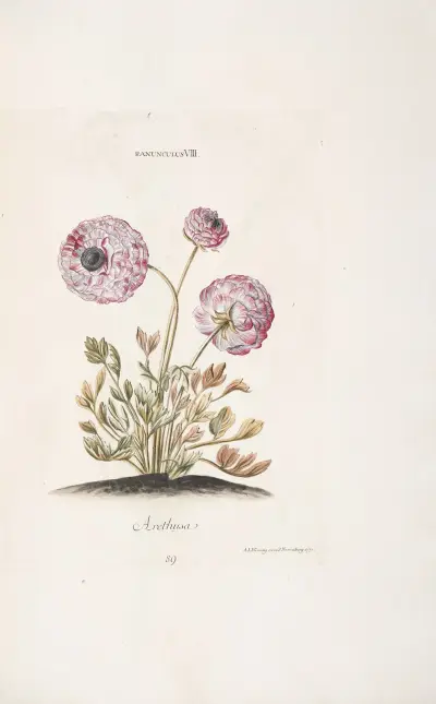 Ranunculus VIII. Arethusa av Christoph Jakob Trew