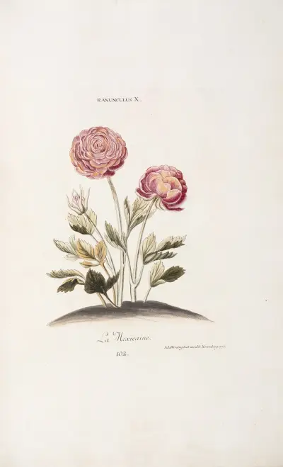 Ranunculus X. La Mexicaine av Christoph Jakob Trew