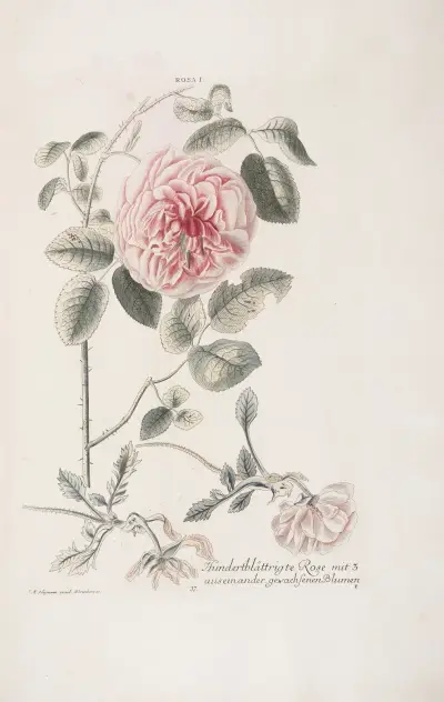 Rosa I. Hundertblättrigte Rose mit 3 auseinander gewachsenen Blumen von Christoph Jakob Trew