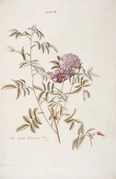 Rosa III. Den dubbla kanelrosen. av Christoph Jakob Trew