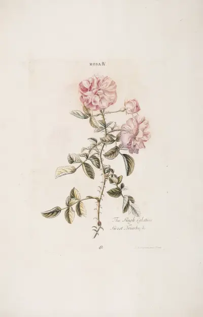 Rosa IV. Die einsame Eglantine oder die Süßrose von Christoph Jakob Trew