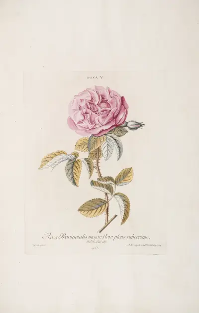 Rosa V. Rosa provincialis maior, flore pleno ruberrimo av Christoph Jakob Trew