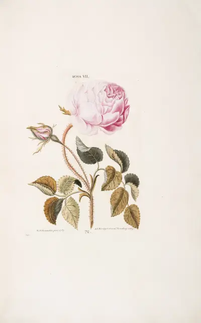 Rosa VII av Christoph Jakob Trew