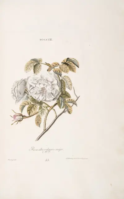 Rosa VIII. Rosa alba vulgaris maior av Christoph Jakob Trew