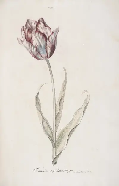 Tulipa I. Fräulein von München av Christoph Jakob Trew