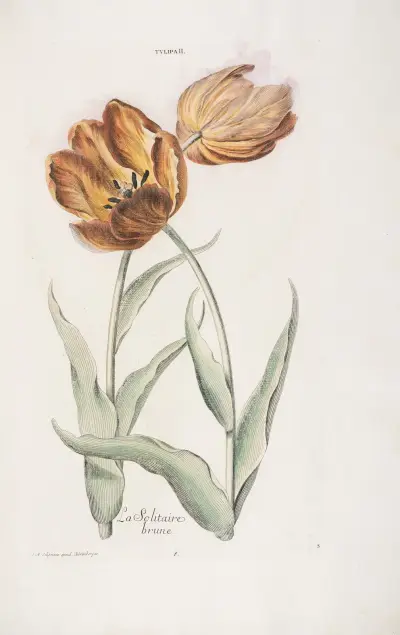 Tulipa II. La Solitaire brune av Christoph Jakob Trew