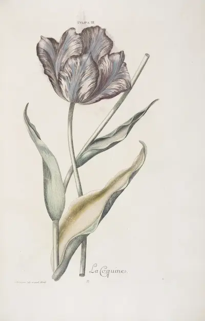 Tulipa III. La Coquine von Christoph Jakob Trew