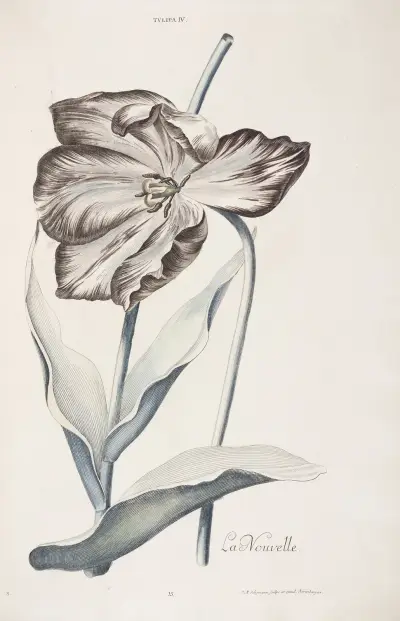 Tulipa IV. La Nouvelle av Christoph Jakob Trew