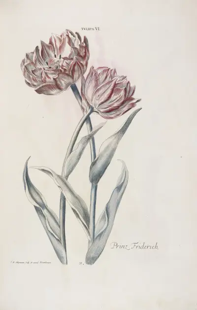 Tulipa VI. Prinz Friedrich von Christoph Jakob Trew