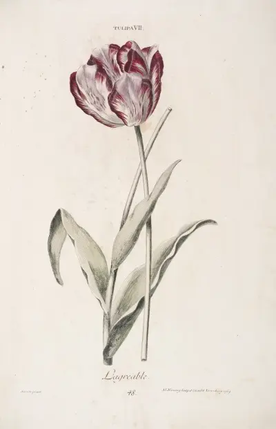 Tulipa VII. L’agréable av Christoph Jakob Trew