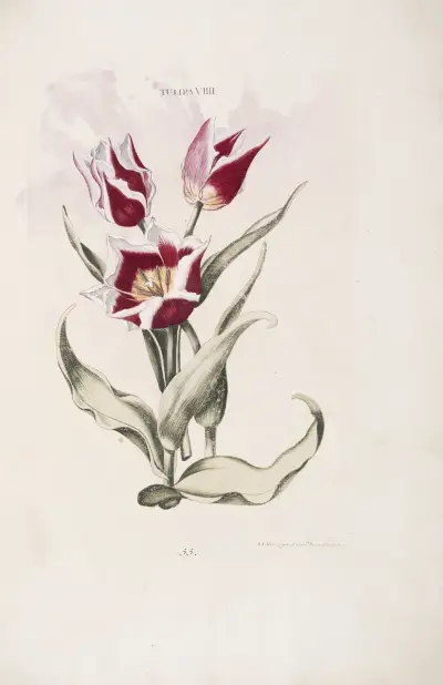 Tulipa VIII av Christoph Jakob Trew