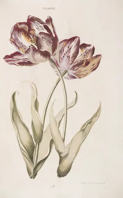 Tulipa X av Christoph Jakob Trew