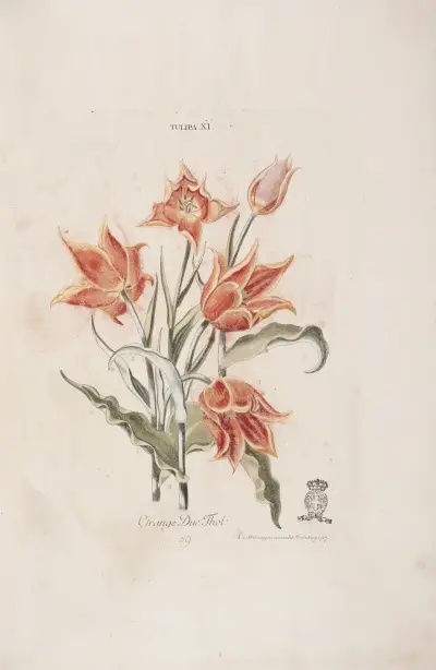 Tulipa XI av Christoph Jakob Trew