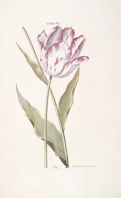 Tulipa XII av Christoph Jakob Trew