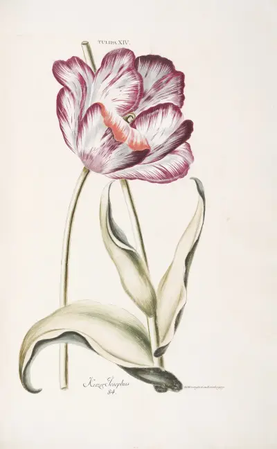 Tulipa XIV. Keizer Iosephus av Christoph Jakob Trew