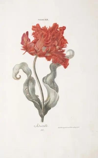 Tulipa XIX. L’Admirable av Christoph Jakob Trew
