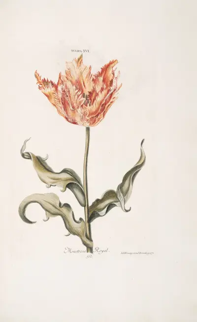 Tulipa XVI. Monstrosa Royale av Christoph Jakob Trew