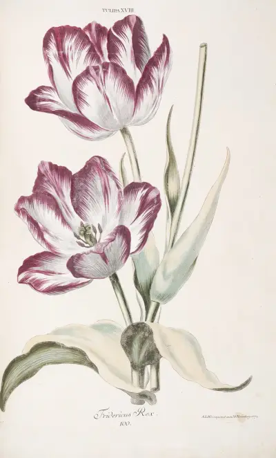 Tulipa XVIII. Fridericus Rex av Christoph Jakob Trew