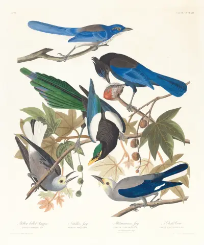 1. Yellow-billed magpie. 2. Stellers jay. 3. Ultramarine jay. 4, 5. Clark’s crow av John James Audubon
