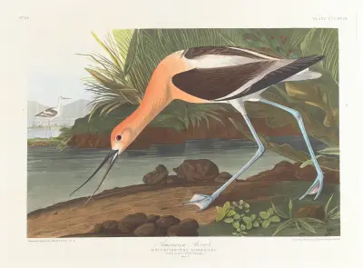 American avocet. Young in first winter plumage av John James Audubon