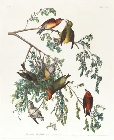 American crossbill. Male adult, 1. Young male, 2, 3. Female adult, 4. Young female, 5. Hemlock av John James Audubon
