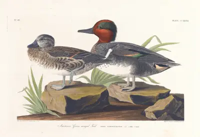 American green winged teal av John James Audubon