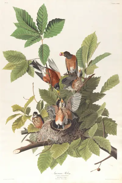 American robin av John James Audubon