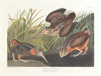 American woodcock av John James Audubon