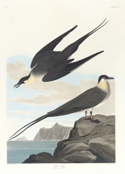 Arctic yager av John James Audubon