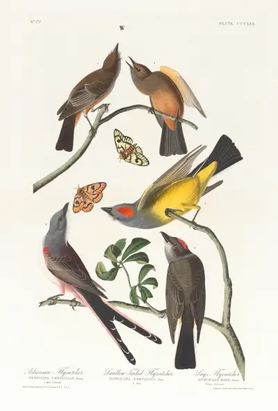 Arkansaw-Fliegenschnäpper. Gabelschwanz-Fliegenschnäpper von John James Audubon