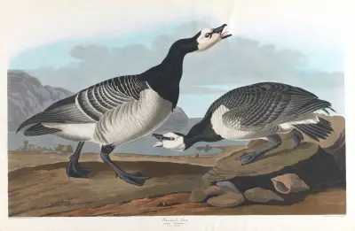 Barnacle goose av John James Audubon